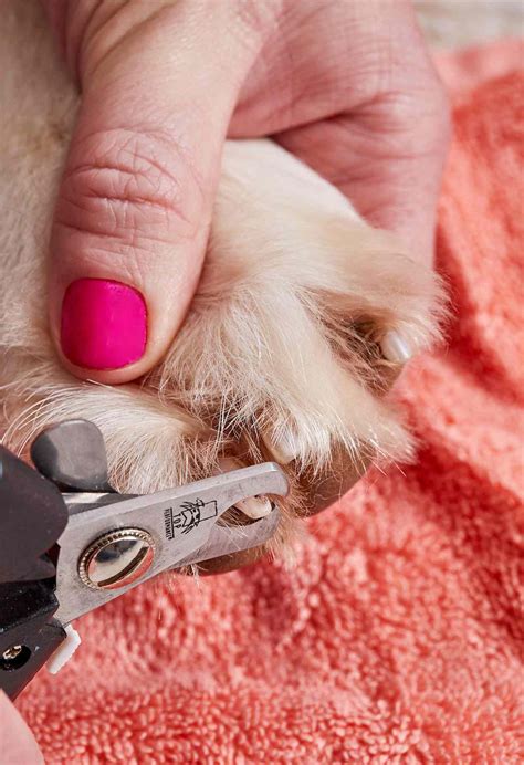 Dog Nail Clipping Cost Petco