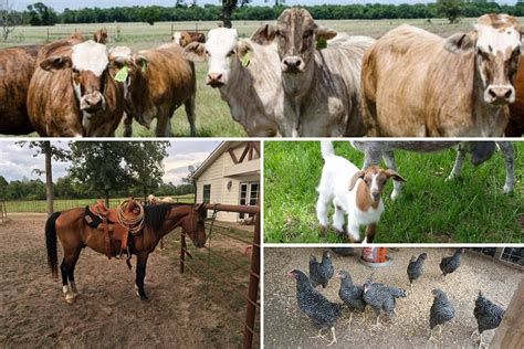 East Texas Farm And Ranch Craigslist