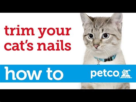 How Much Is A Cat Nail Trim At Petco