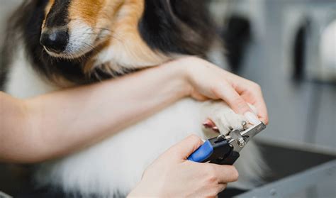 How Much Is A Nail Trim At Petco