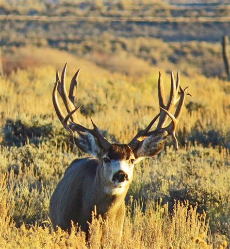 Monster Muleys Forum