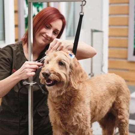 Petco Temple Grooming